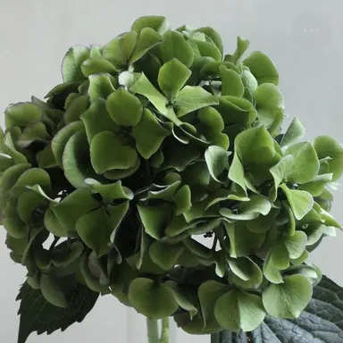 Profile image of 카에루군