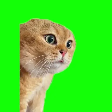 Profile image of 怒り猫