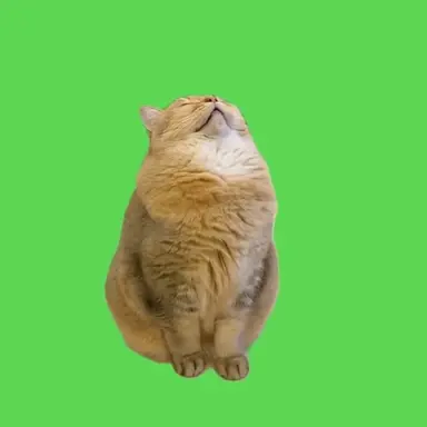 Profile image of 寝てる猫