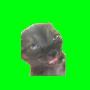 Profile image of 眠い猫