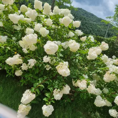 Profile image of Lim Han-rim