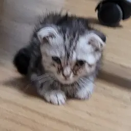 PinkLynx2865의 냥이