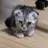 냥이