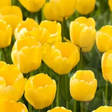 Profile image of 각별