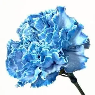 Profile image of 狐