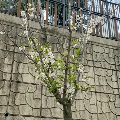 Profile image of 달이