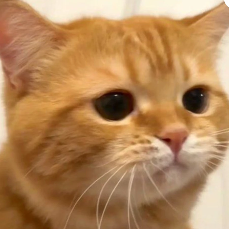 양이