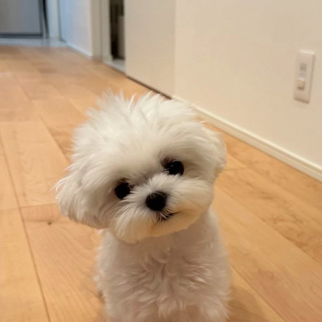 오스카