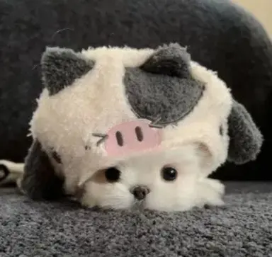 Profile image of 先生たち