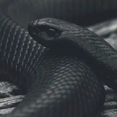 Profile image of 뱀