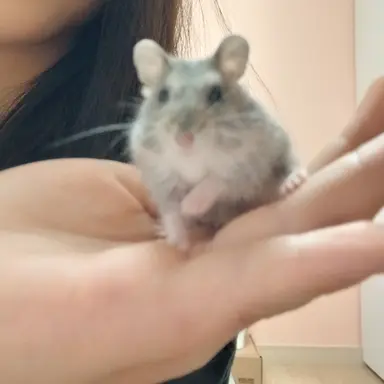 Profile image of 유저의 햄스터 토리