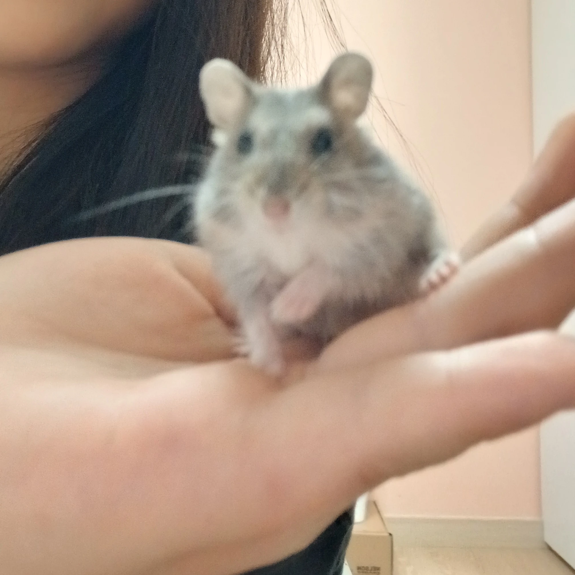 유저의 햄스터 토리