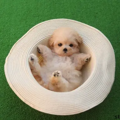 Profile image of 미니