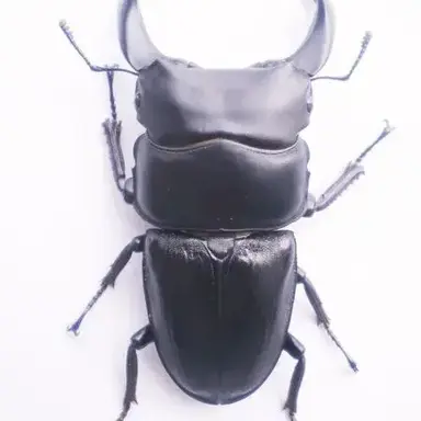 Profile image of 왕사슴벌레