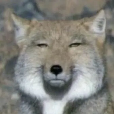 Profile image of 여우