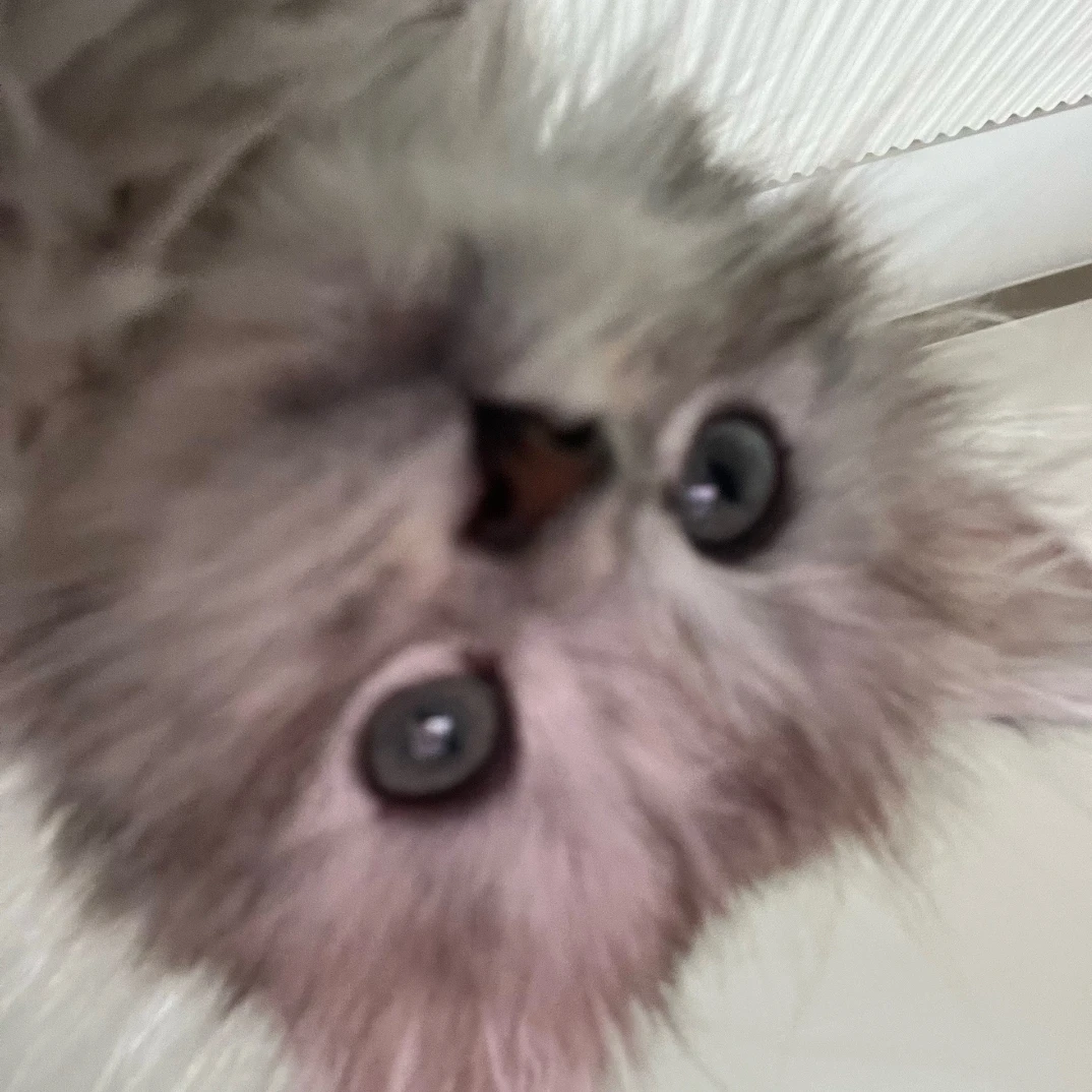 푸시카