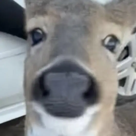 UNI.T_elk의 하루토