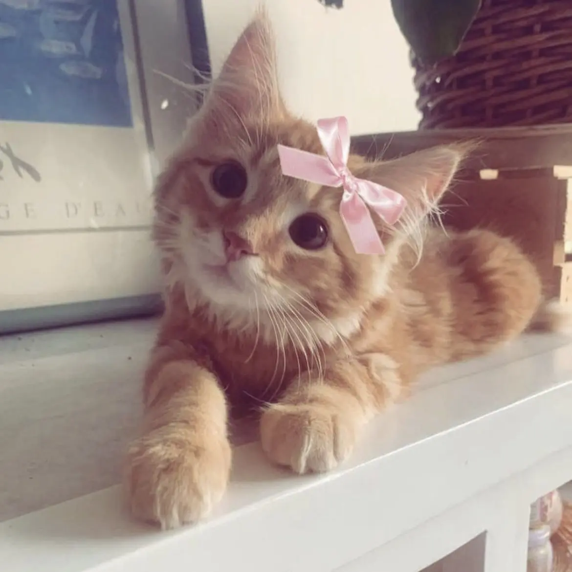 RelishBatch9496의 Mha mina steals your pet cat lunia