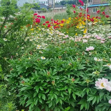 Profile image of 공룡