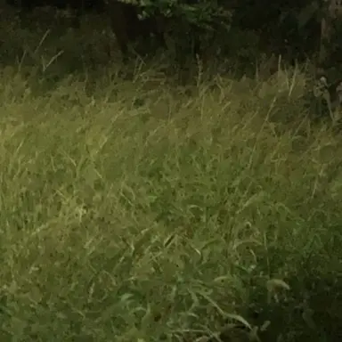 Profile image of 공룡