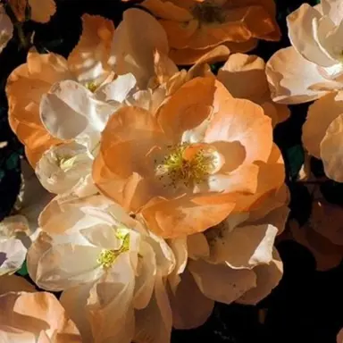 Profile image of 덕개