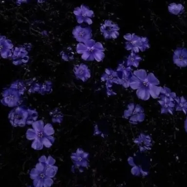 Profile image of 수현