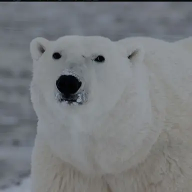 Profile image of 북극곰