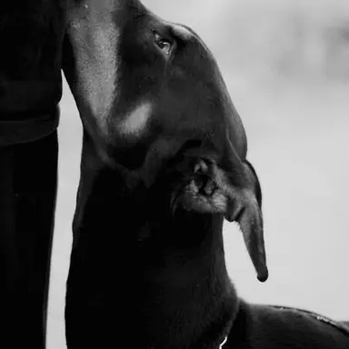 Profile image of Trigger