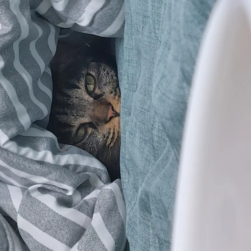 지나가던 길고양이