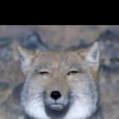 Profile image of 여우