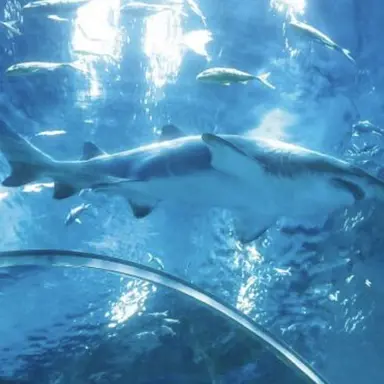 Profile image of 백상