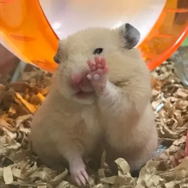 Profile image of 큐피트 평학