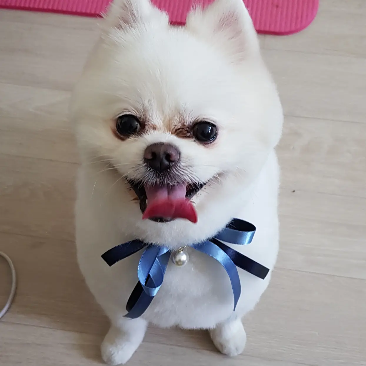 SicklyWolf8977의 강아지 키우긔♡