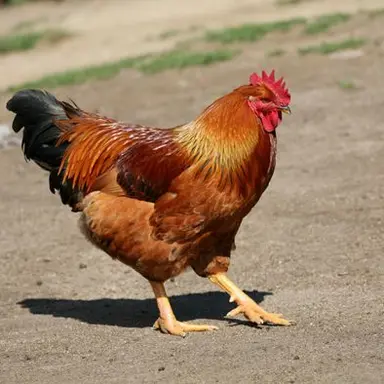 Profile image of 뚱이