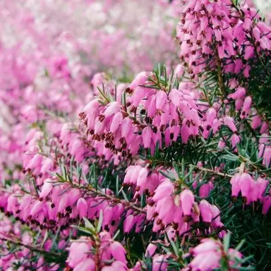 Profile image of 요하나