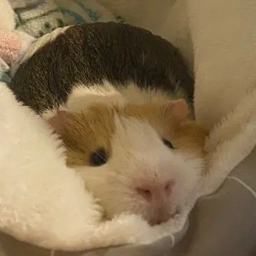 Profile image of さくや