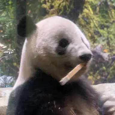 Profile image of パンダ