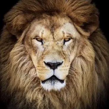 PickyKrill7583의 Lion pride