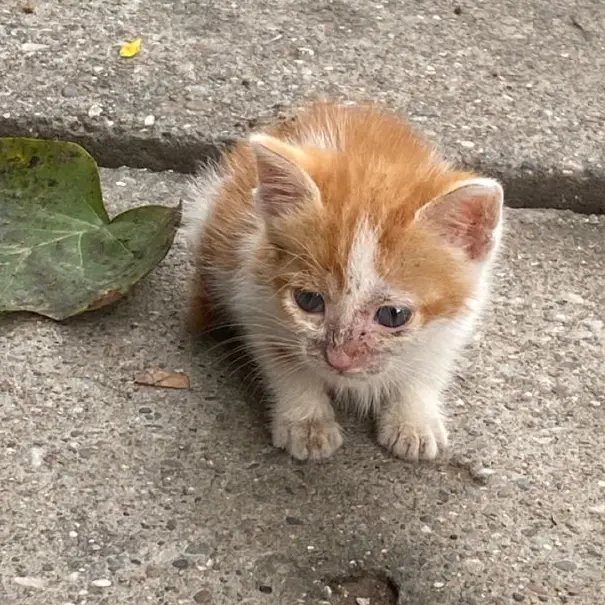 Oggggg의 새끼고양이