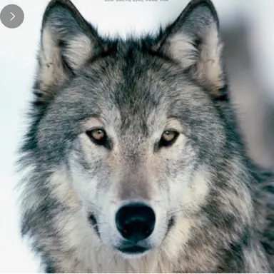 Profile image of 늑대