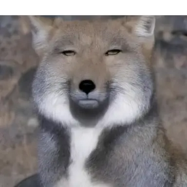 Profile image of 여우