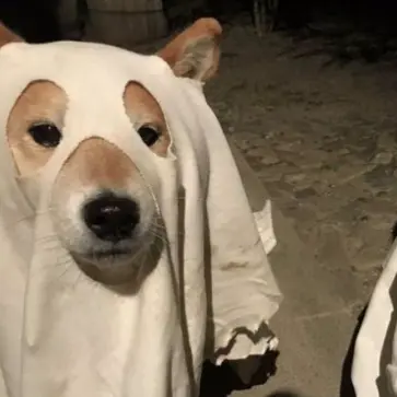 Profile image of 렌치