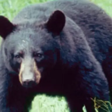 Profile image of Black Bear