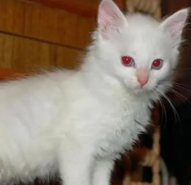 Profile image of Neferpitou