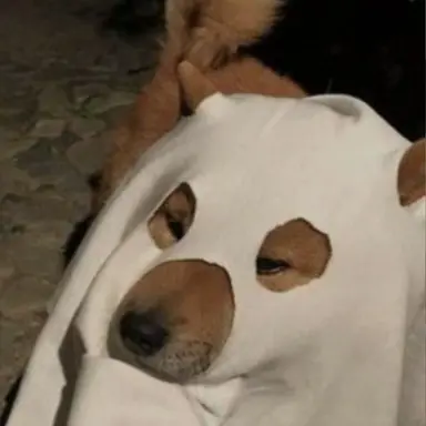 Profile image of 멍뭉탱이