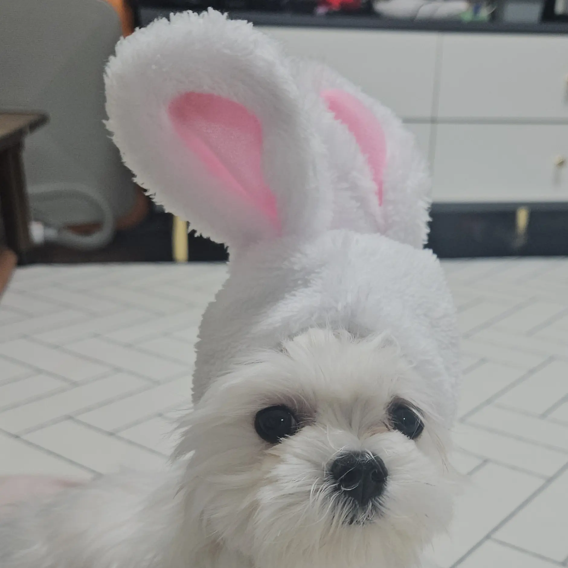 Hello1의 토끼를 피해라!