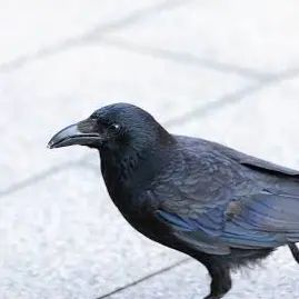 raaaan의 カラス