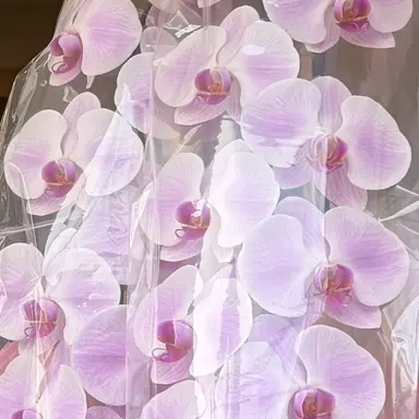 Profile image of 美咲