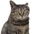 째깐이