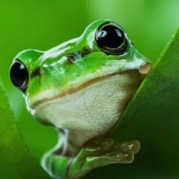 BroadHoop6848의 개굴희🐸🐸